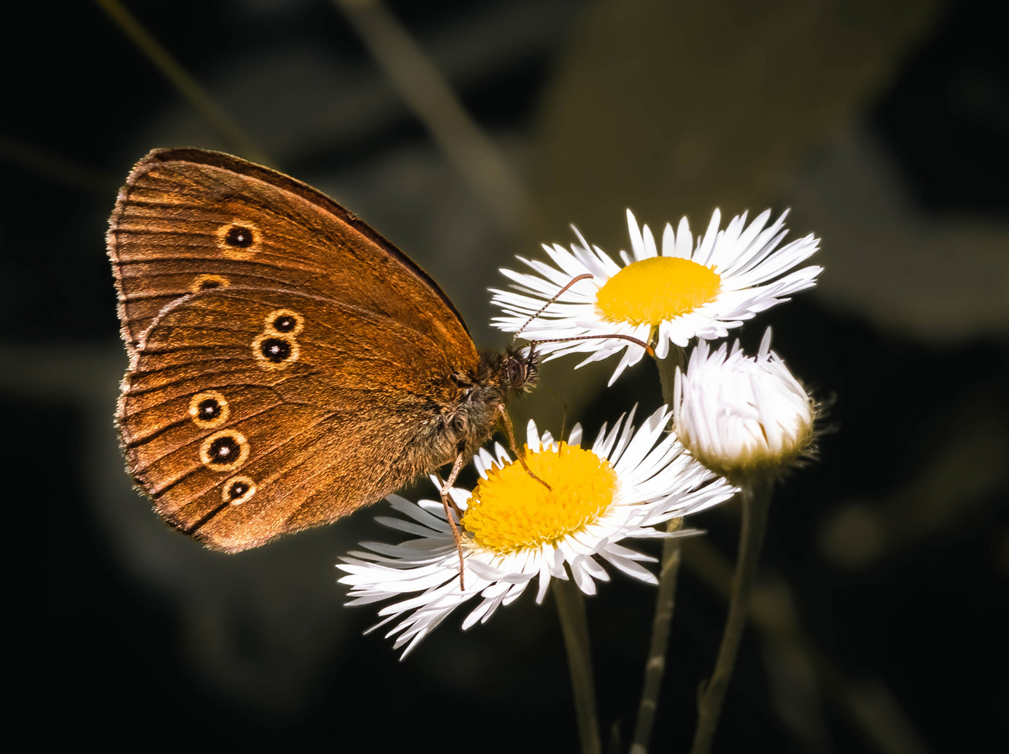 Brauner Waldvogel Foto & Bild spezial, dokumentation, makro Bilder