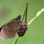 Brauner Waldvogel, Flügelunterseite