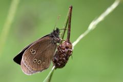 Brauner Waldvogel, Flügelunterseite