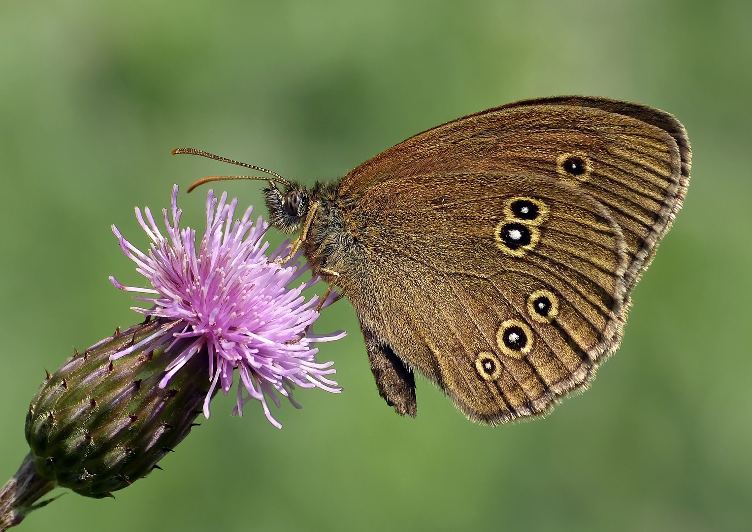 Brauner Waldvogel ganz gross