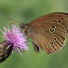 Brauner Waldvogel ganz gross