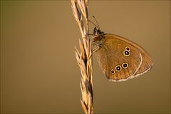 brauner Waldvogel im ersten Morgenlicht