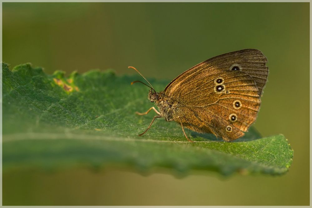 "Brauner Waldvogel" Im Morgenlicht (1)