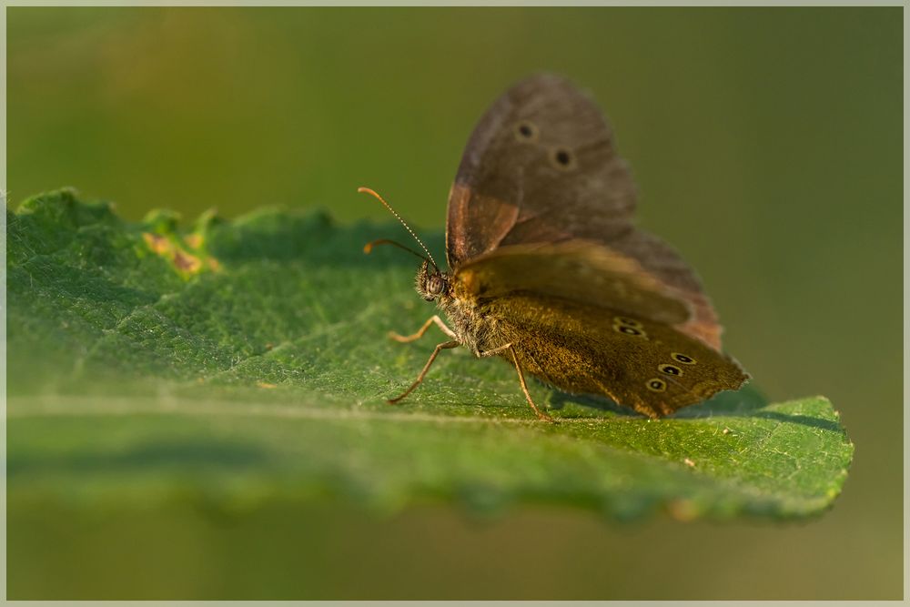 "Brauner Waldvogel" Im Morgenlicht (2)