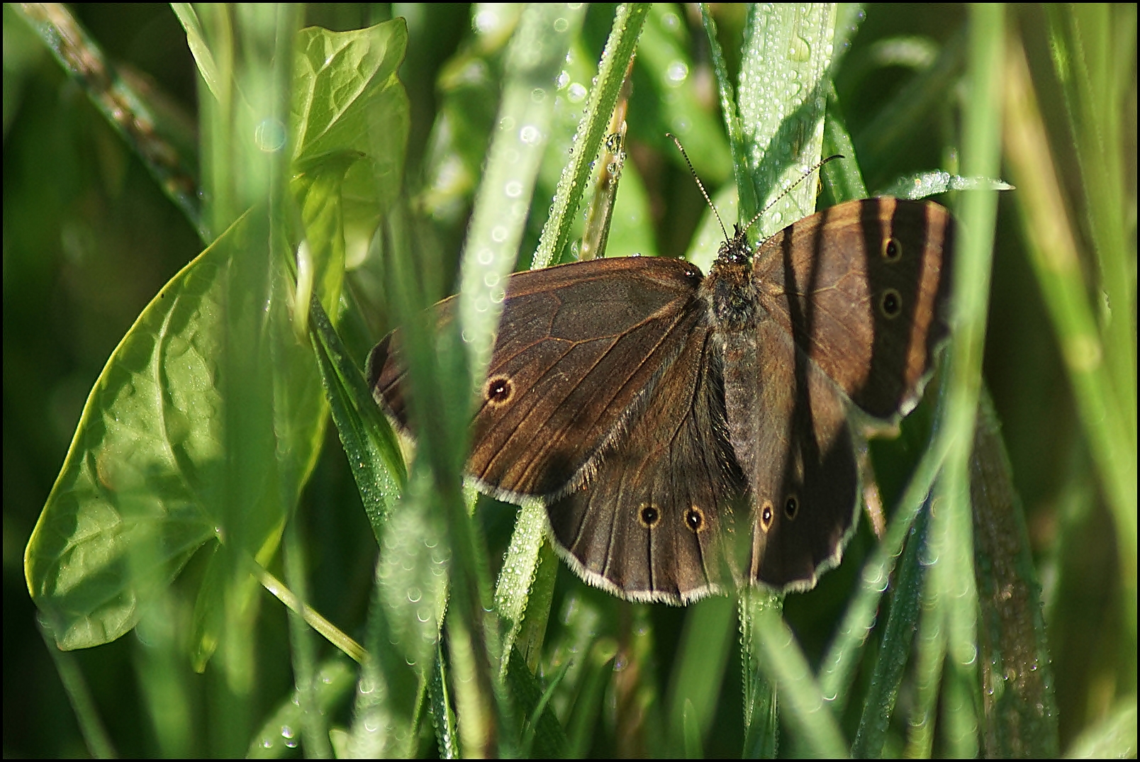 Brauner Waldvogel im Morgentau