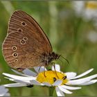 Brauner Waldvogel mit einer Schar kleiner "Mitesser"