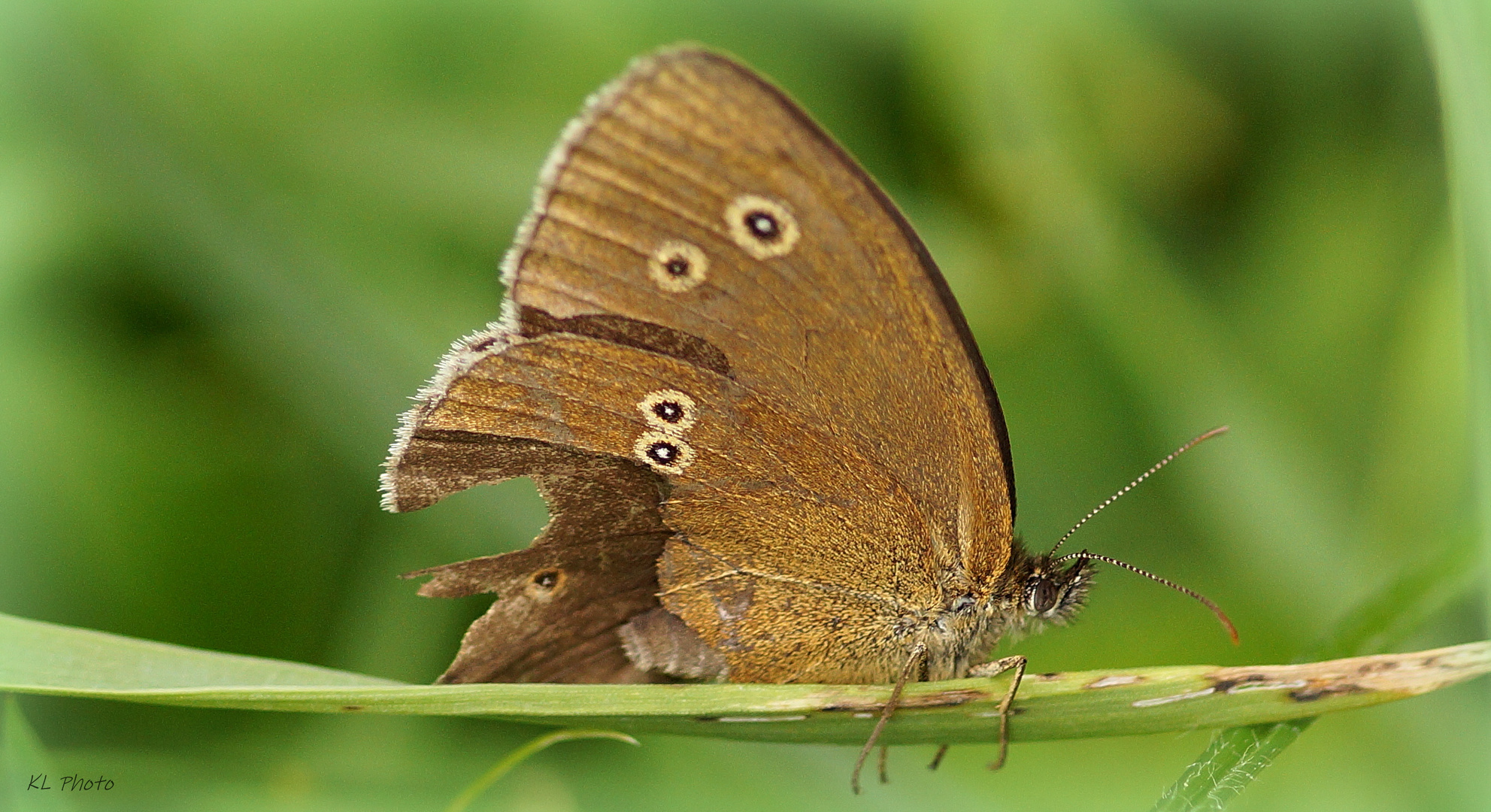 Brauner Waldvogel mit Flügelschaden