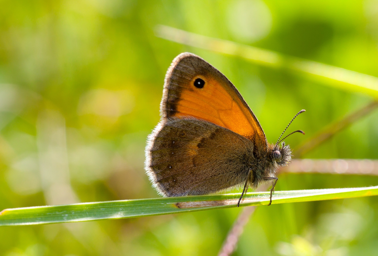 Brauner Waldvogel? Nein es ist ein Kleines Wiesenvögelchen