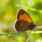 Brauner Waldvogel? Nein es ist ein Kleines Wiesenvögelchen