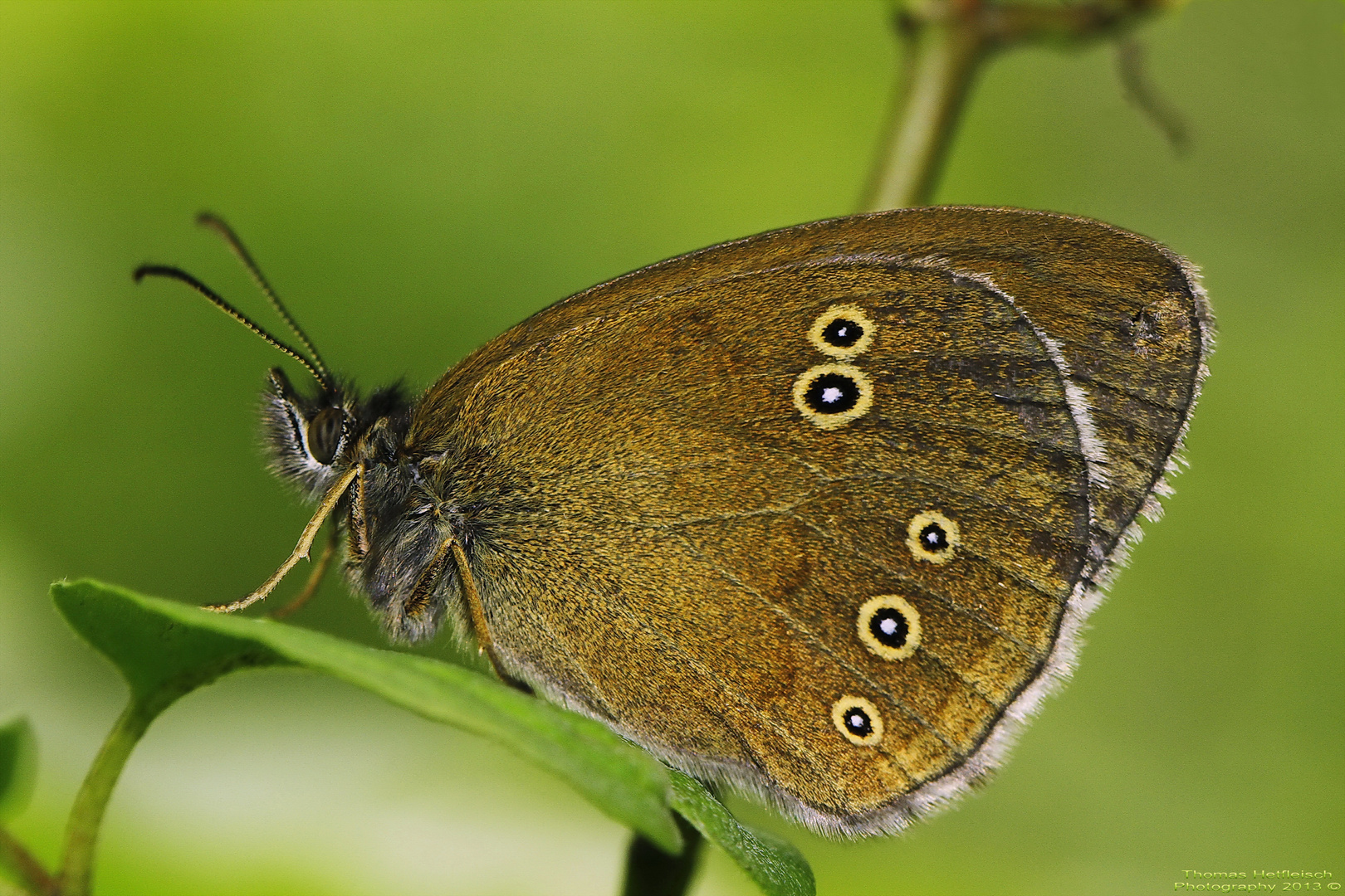 Brauner Waldvogel oder