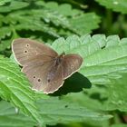 brauner Waldvogel? Oder bin ich verkehrt?