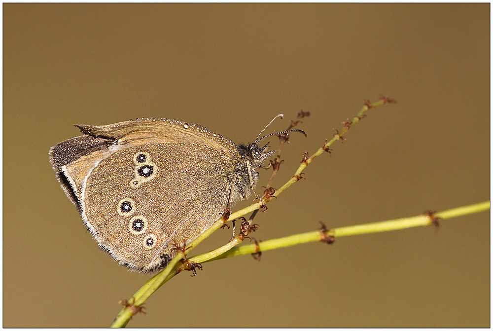 brauner Waldvogel oder Schornsteinfeger