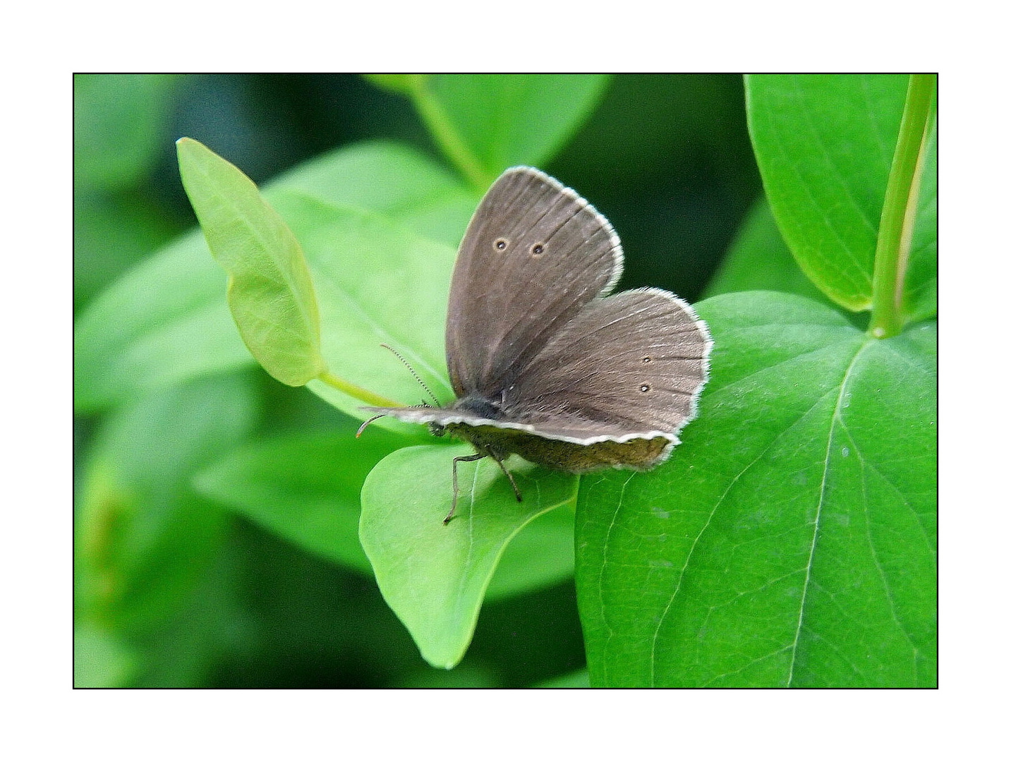 Brauner Waldvogel oder Schornsteinfeger