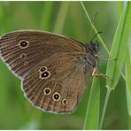 Brauner Waldvogel oder Schornsteinfeger - Aphantopus hyperantus