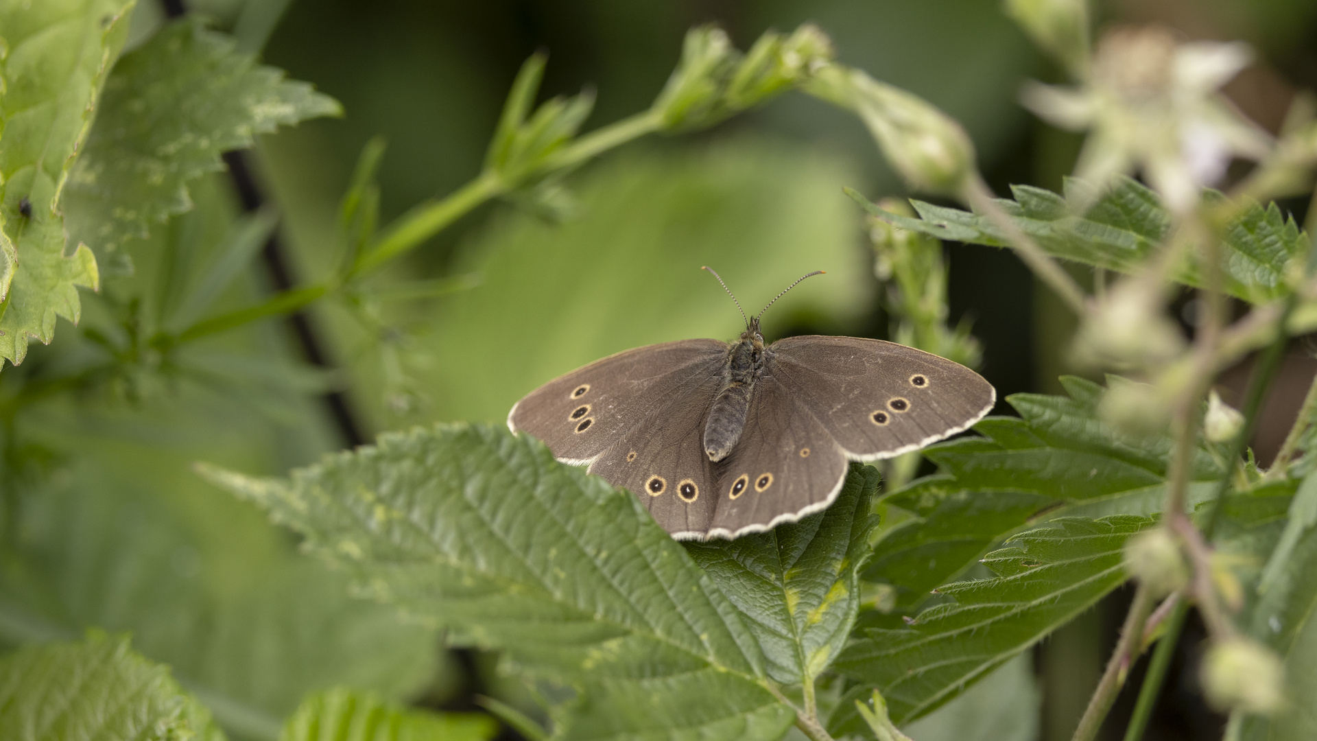 Brauner Waldvogel/ Schornsteinfeger