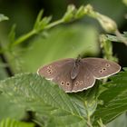 Brauner Waldvogel/ Schornsteinfeger