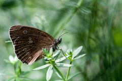 Brauner Waldvogel (Schornsteinfeger)