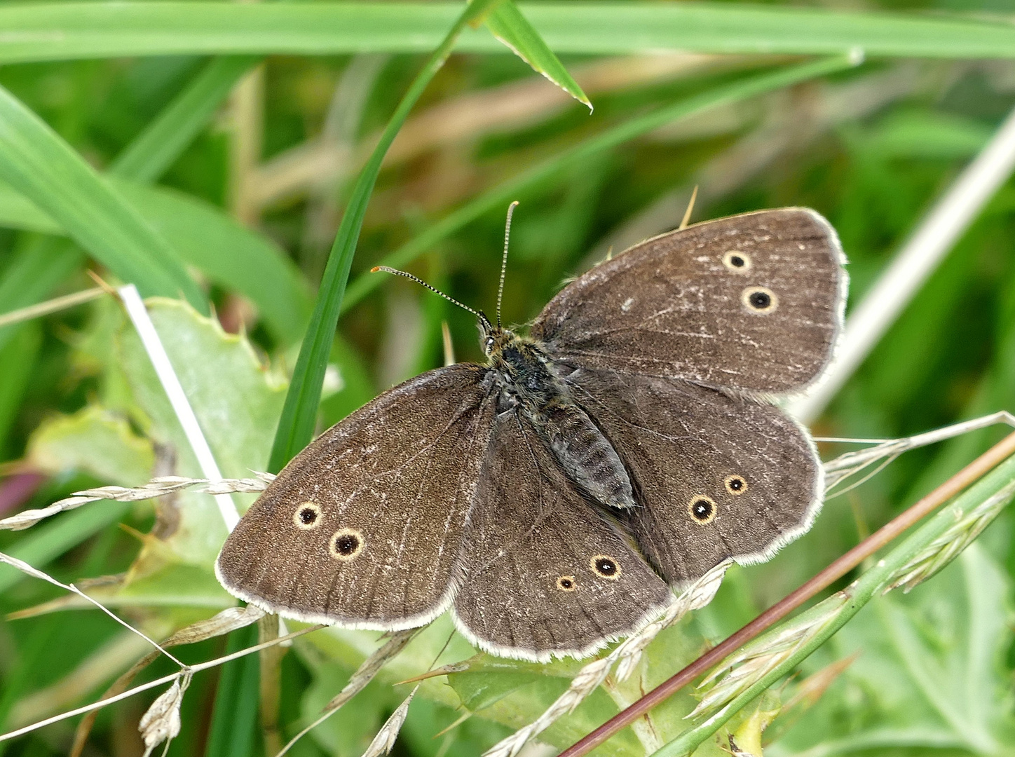 Brauner Waldvogel - Schornsteinfeger