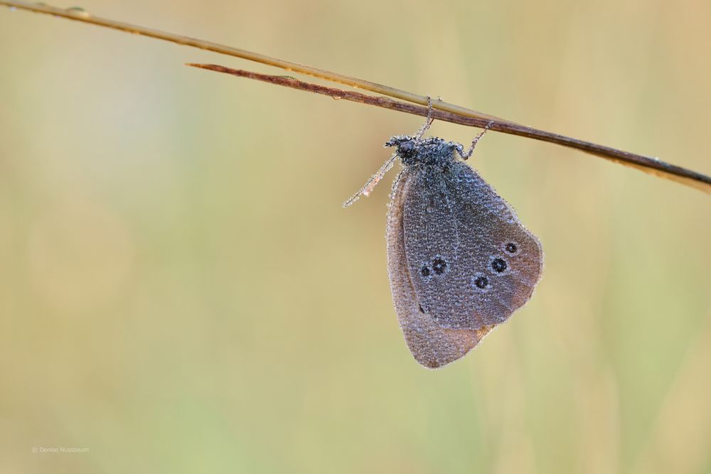 brauner Waldvogel - Schornsteinfeger