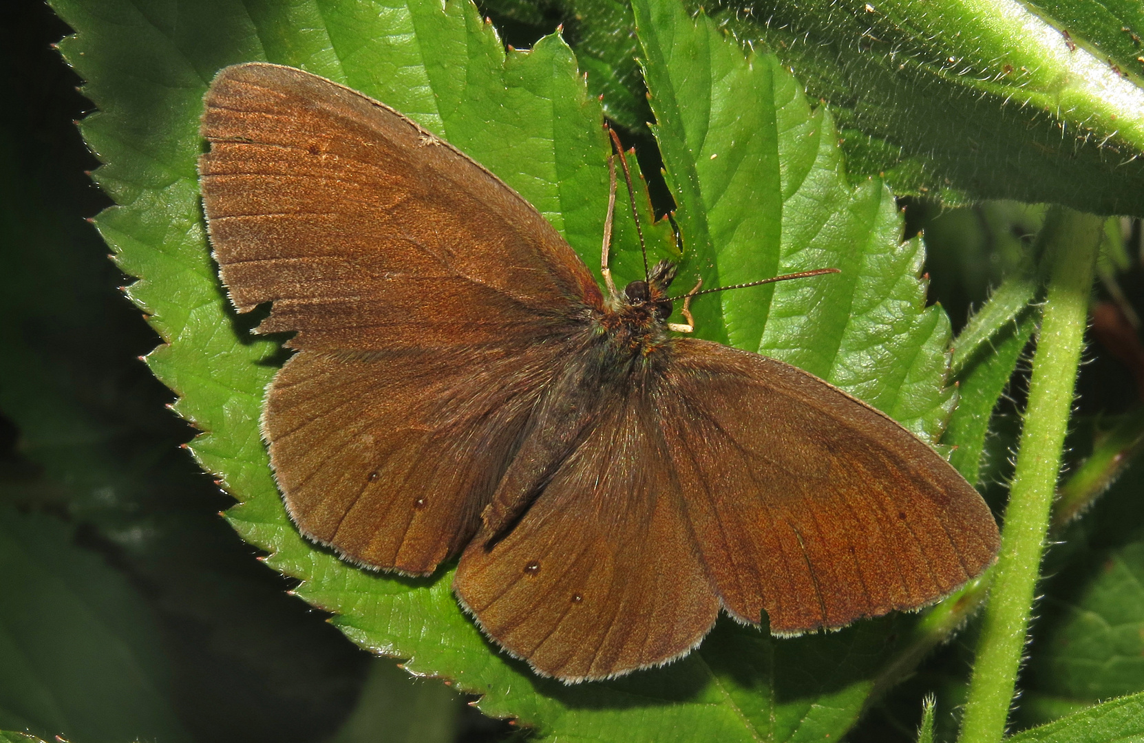 Brauner Waldvogel, Schornsteinfeger, Apanthopus hyperantus, Ringlet, im Naturpark Arnsberger Wald