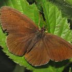 Brauner Waldvogel, Schornsteinfeger, Apanthopus hyperantus, Ringlet, im Naturpark Arnsberger Wald