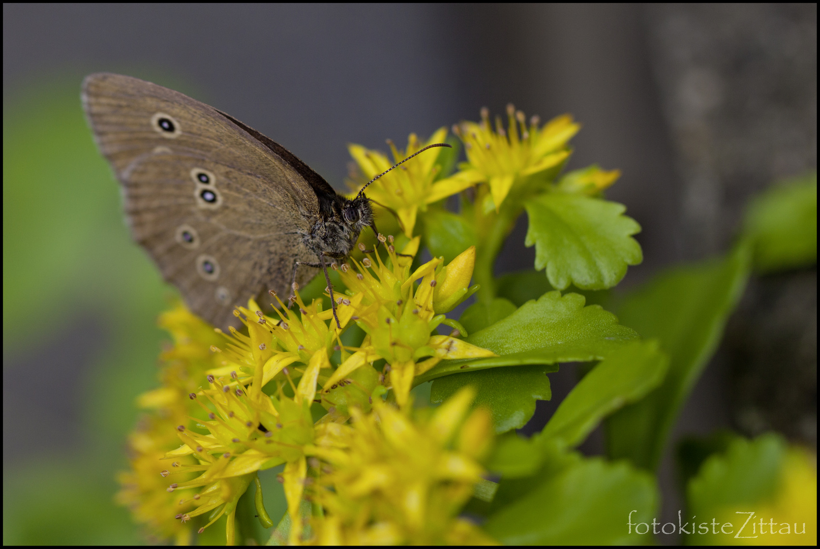 Brauner Waldvogel - Schornsteinfeger (Aphantopus hyperantus) i