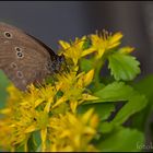 Brauner Waldvogel - Schornsteinfeger (Aphantopus hyperantus) i