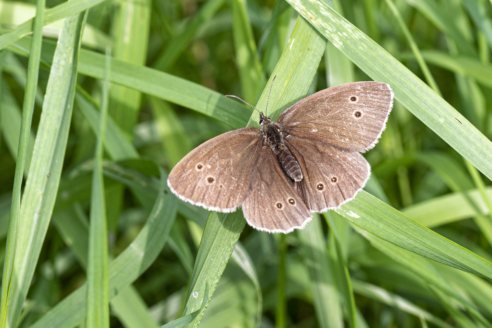 Brauner Waldvogel ( Schornsteinfeger )