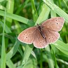 Brauner Waldvogel ( Schornsteinfeger )