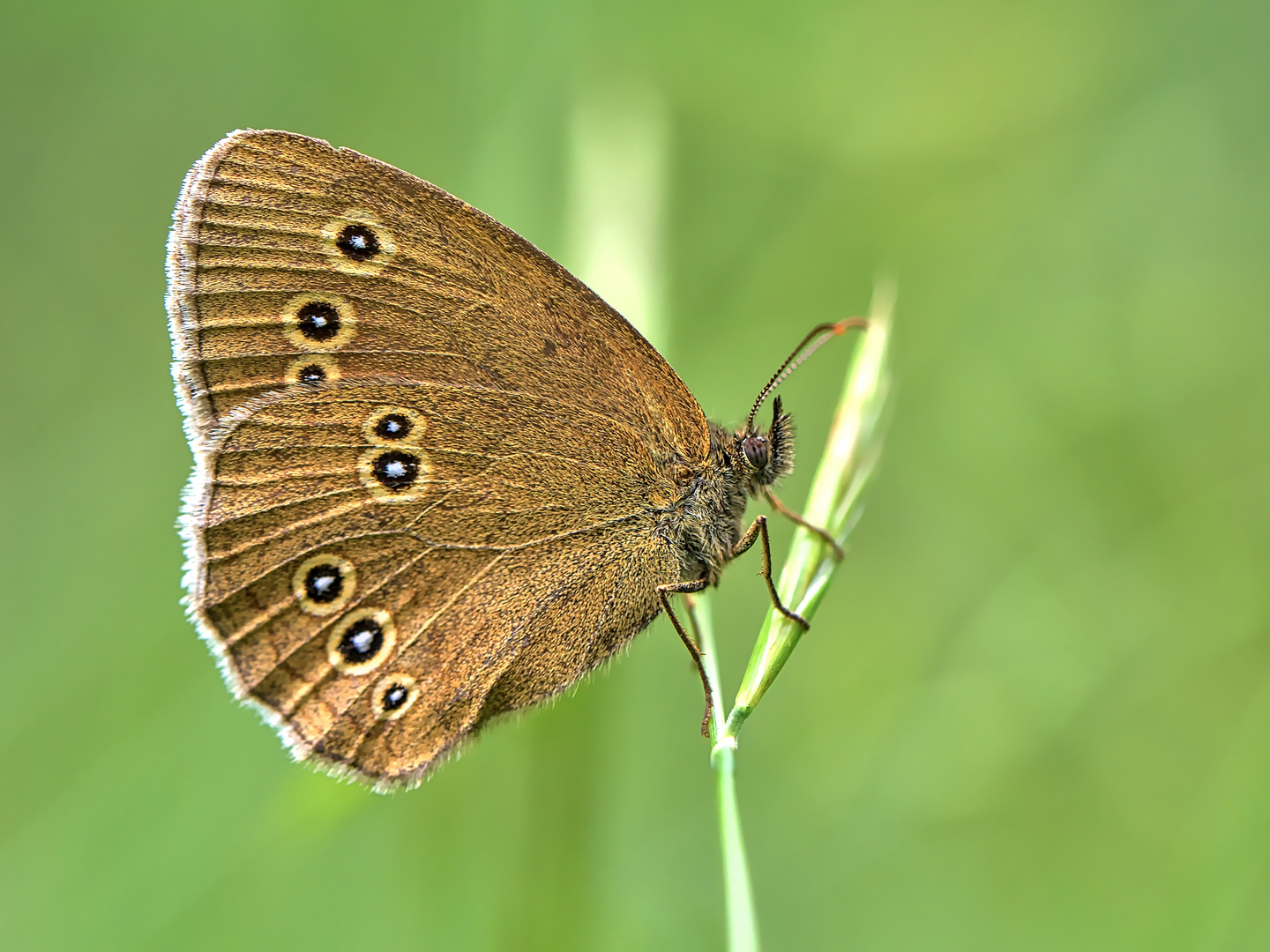 Brauner Waldvogel - Schornsteinfeger