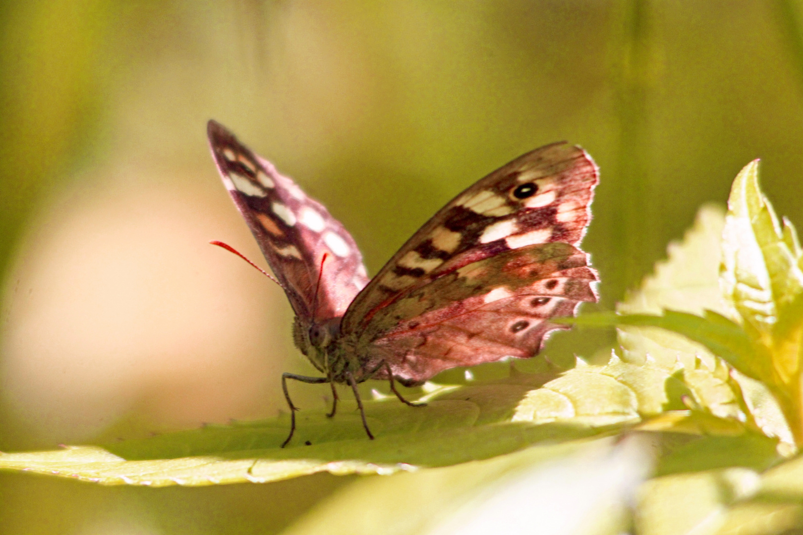 Brauner Waldvogel (Schornsteinfeger) Schmetterling