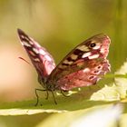 Brauner Waldvogel (Schornsteinfeger) Schmetterling