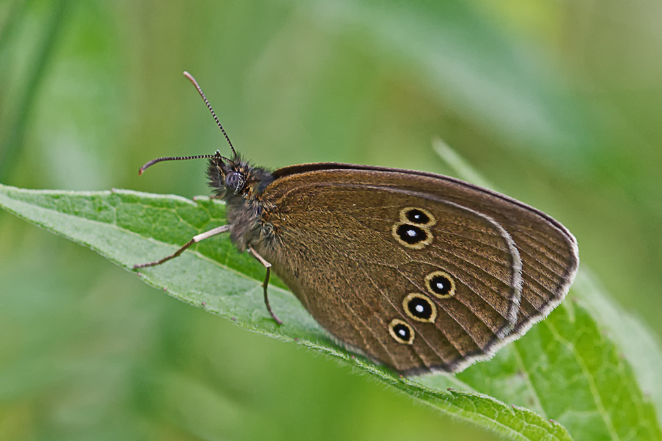 Brauner Waldvogel (Titel geaendert)