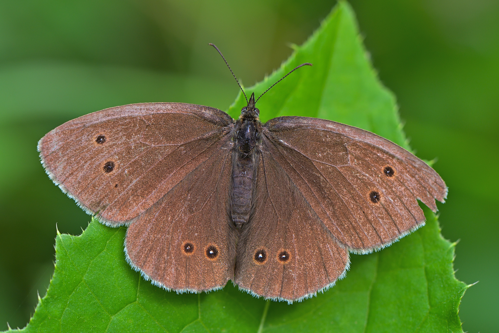 Brauner Waldvogel wird auch Schornsteinfeger genannt