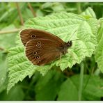 Brauner Waldvogel...Aphantopus hyperantus