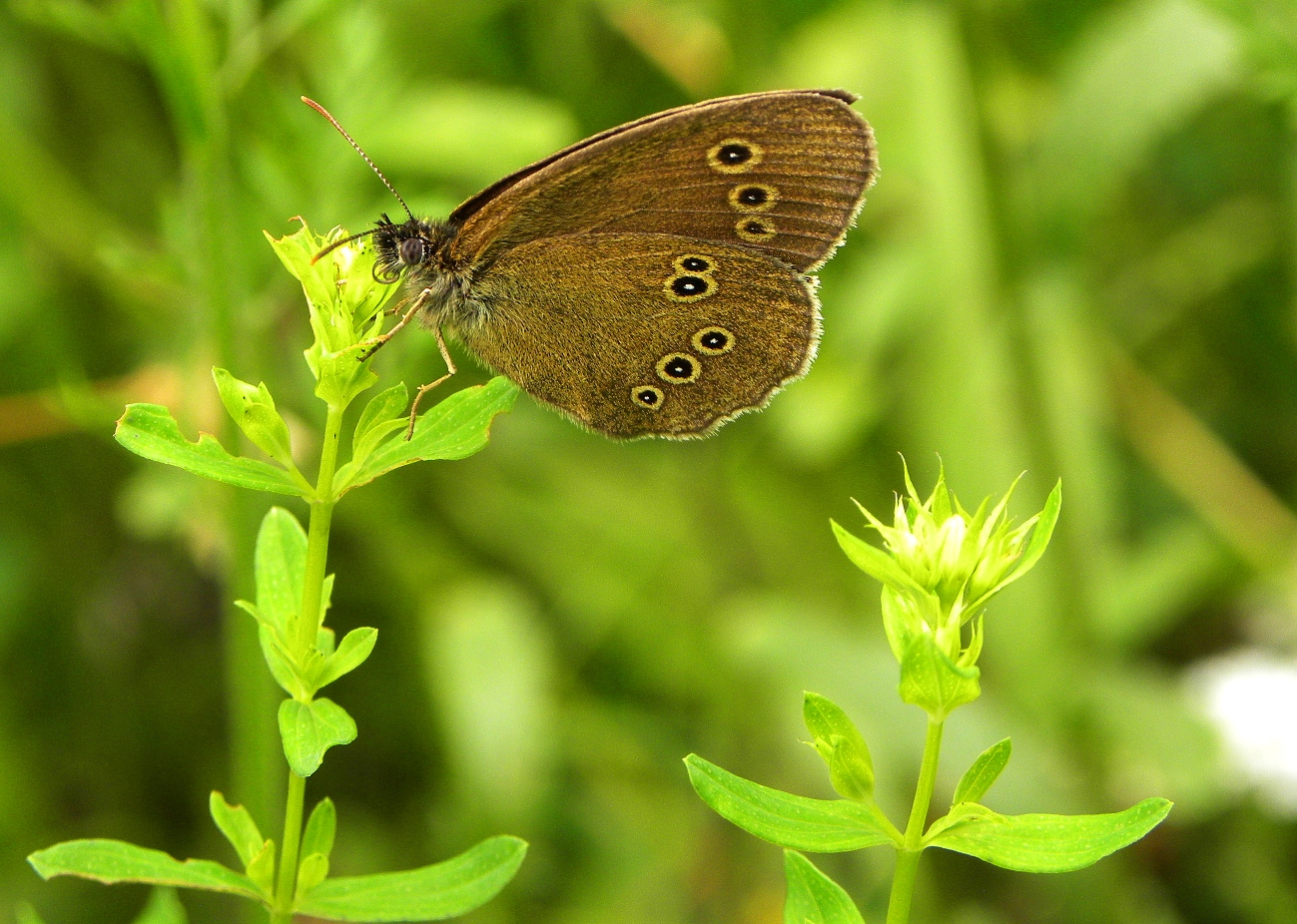 Brauner Waldvogel(Aphantopus hyperantus).....