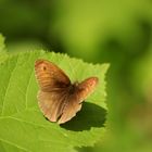 brauner Waldvogel...die Begegnung