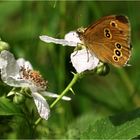 Brauner Waldvogel*im Grünen