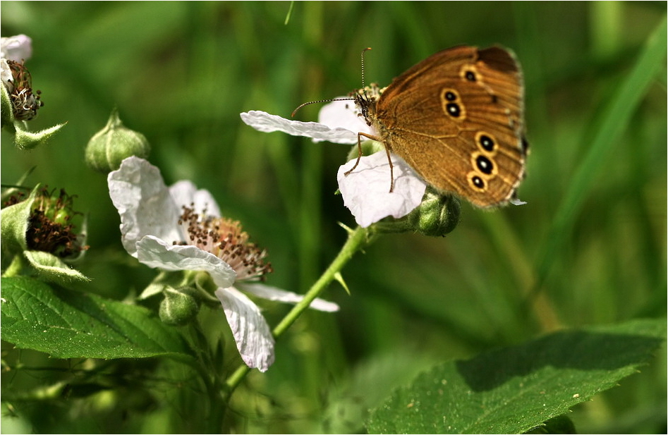 Brauner Waldvogel*im Grünen