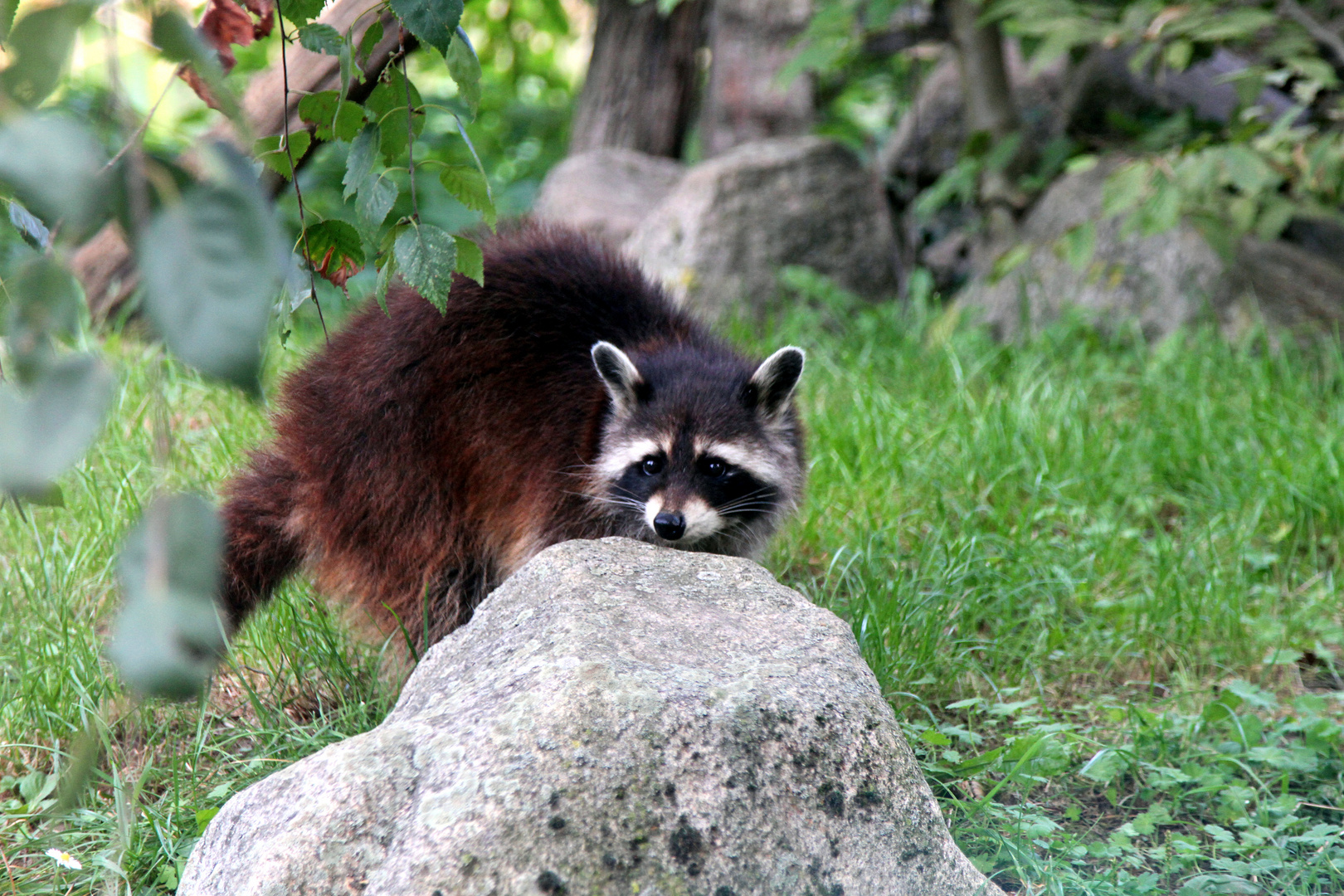 Brauner Waschbär im Zoo Heidelberg