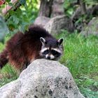 Brauner Waschbär im Zoo Heidelberg