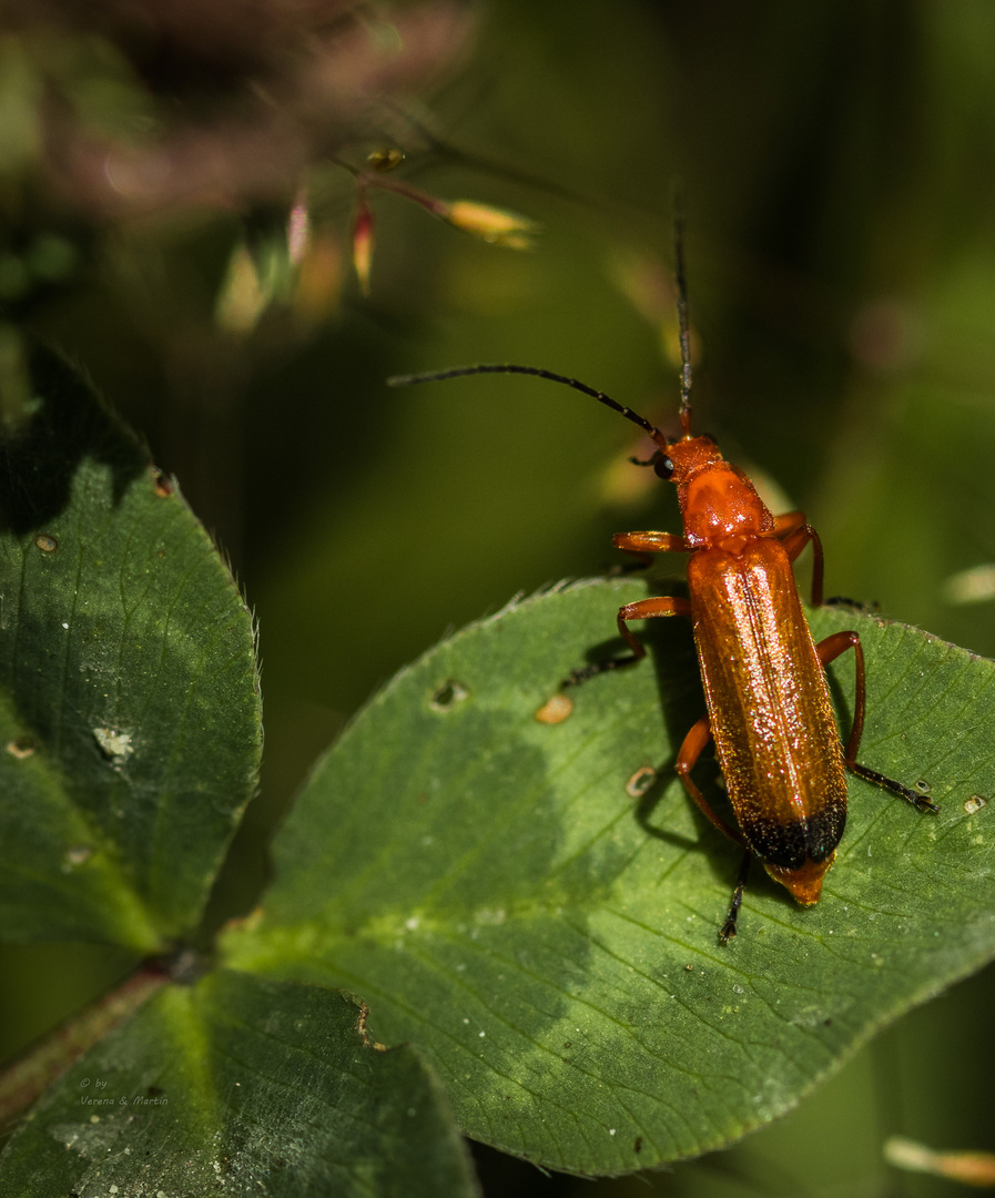 Brauner Weichkäfer 