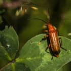 Brauner Weichkäfer 