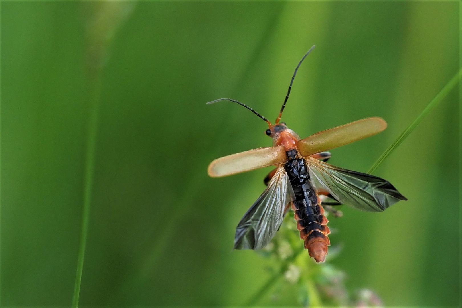 Brauner Weichkäfer