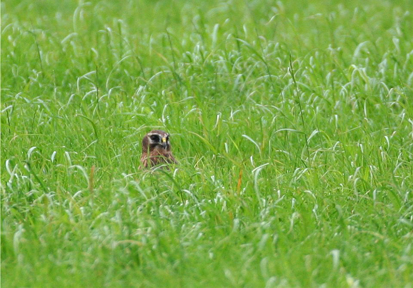 Brauner Wiesenk(n)opf