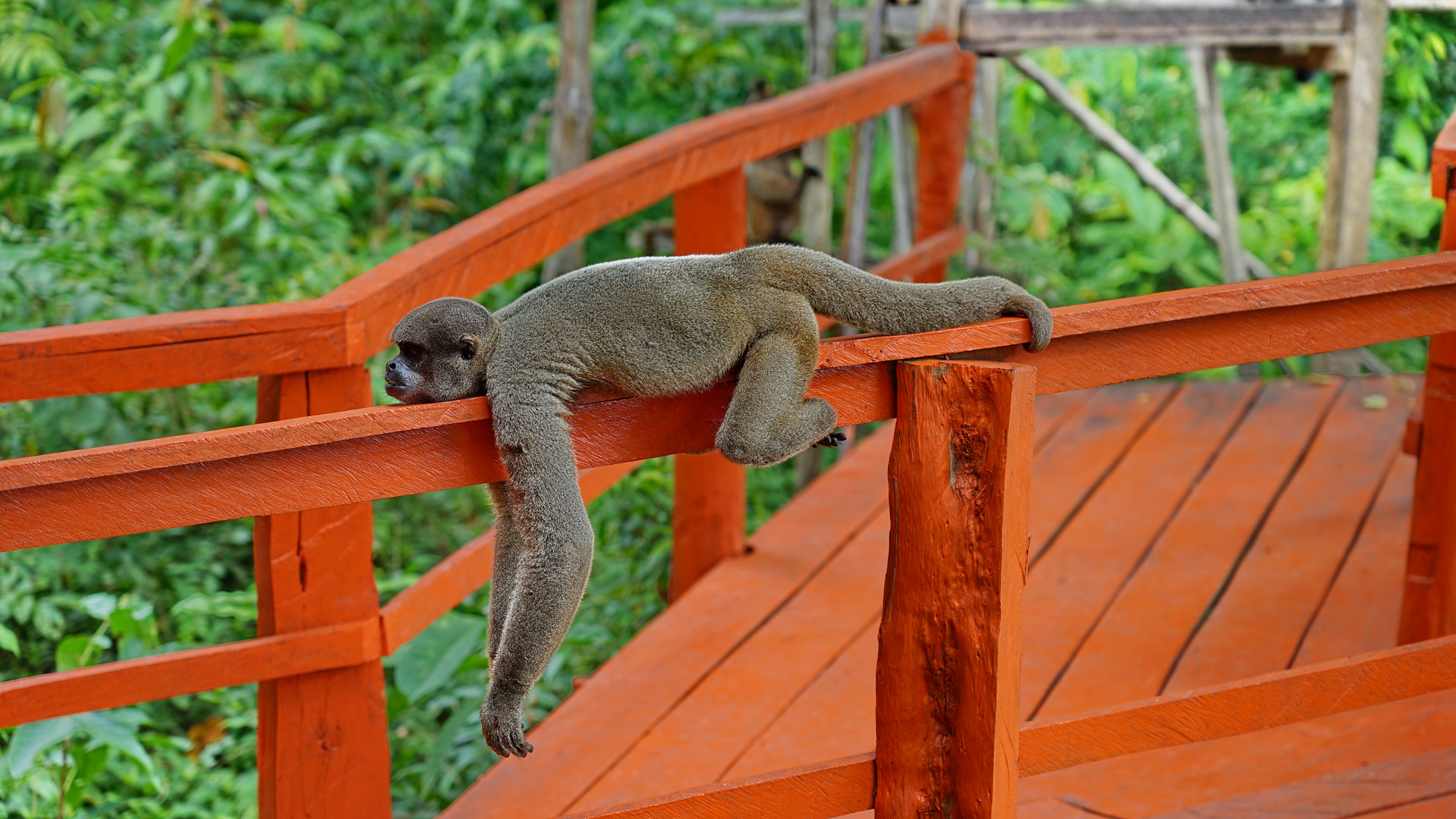 Brauner Wollaffe in Brasilien