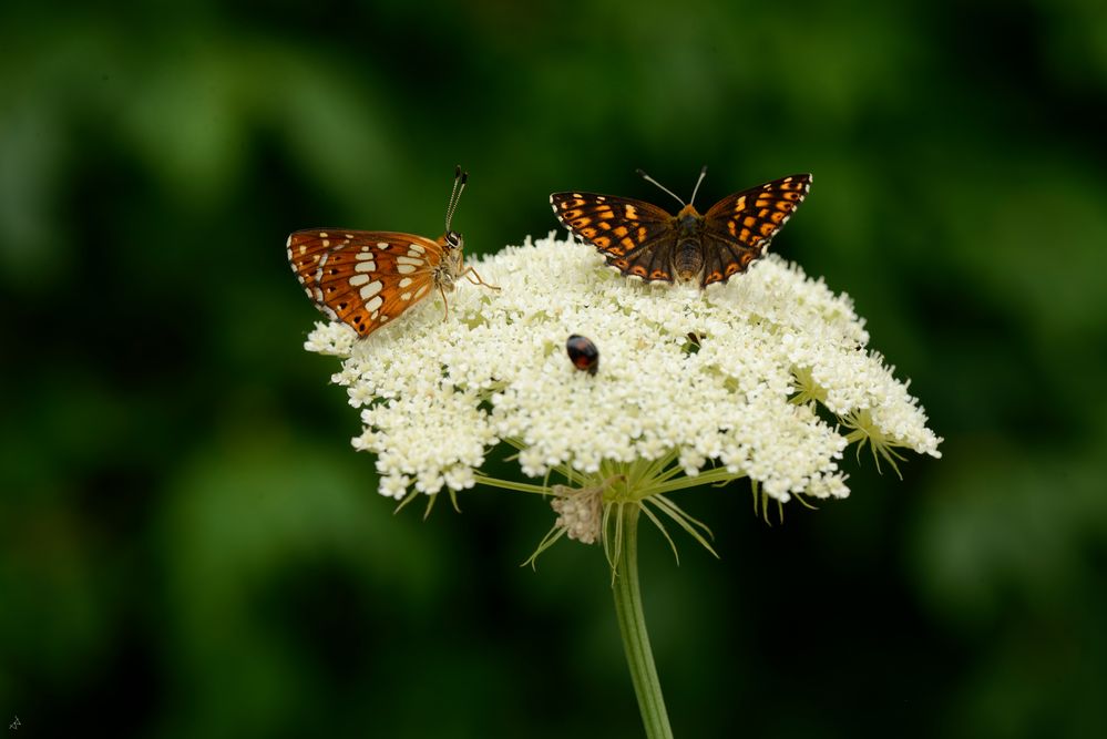 Brauner Würfelfalter