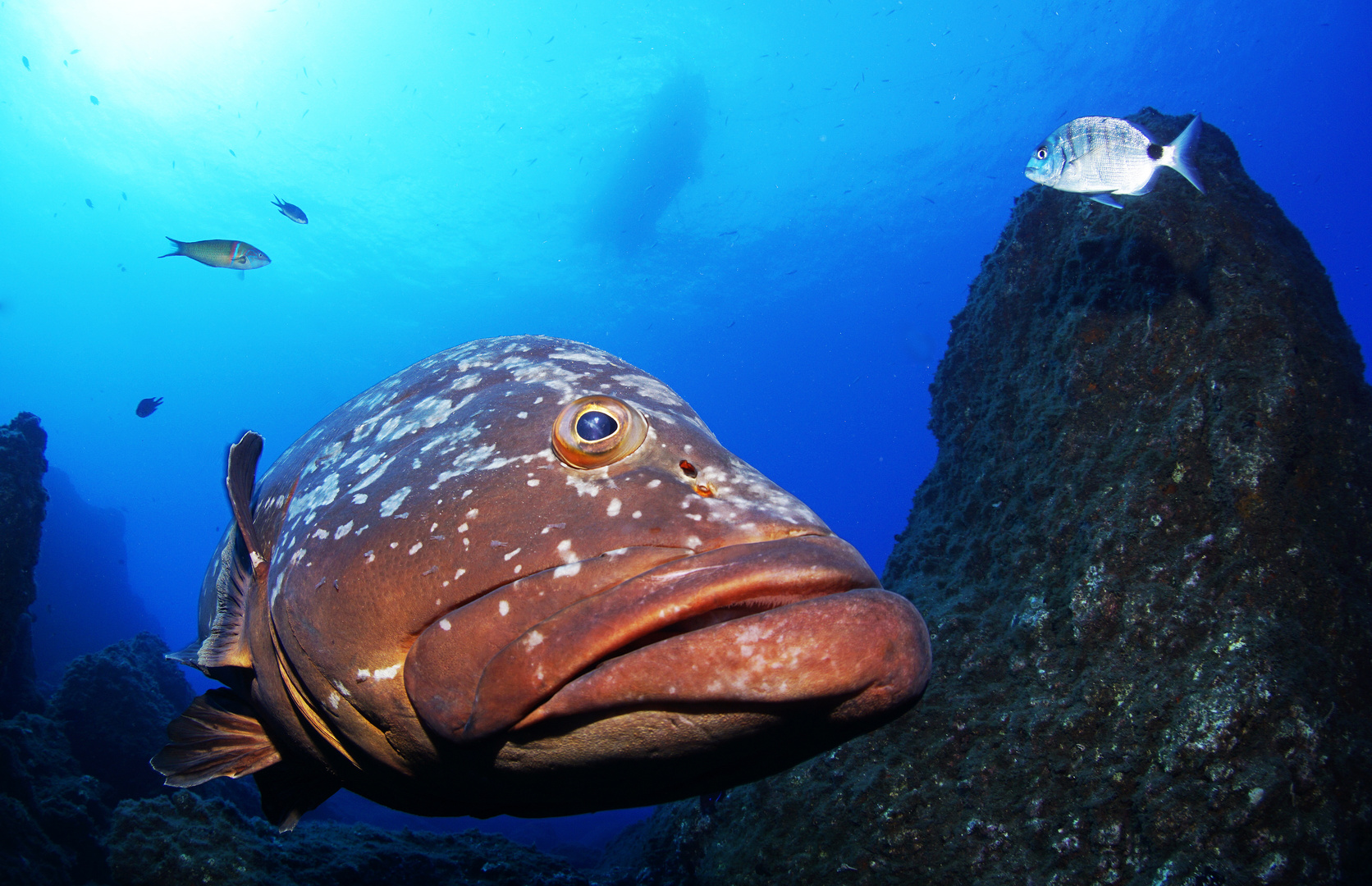 Brauner Zackenbarsch aus Madeira