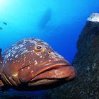 Brauner Zackenbarsch aus Madeira