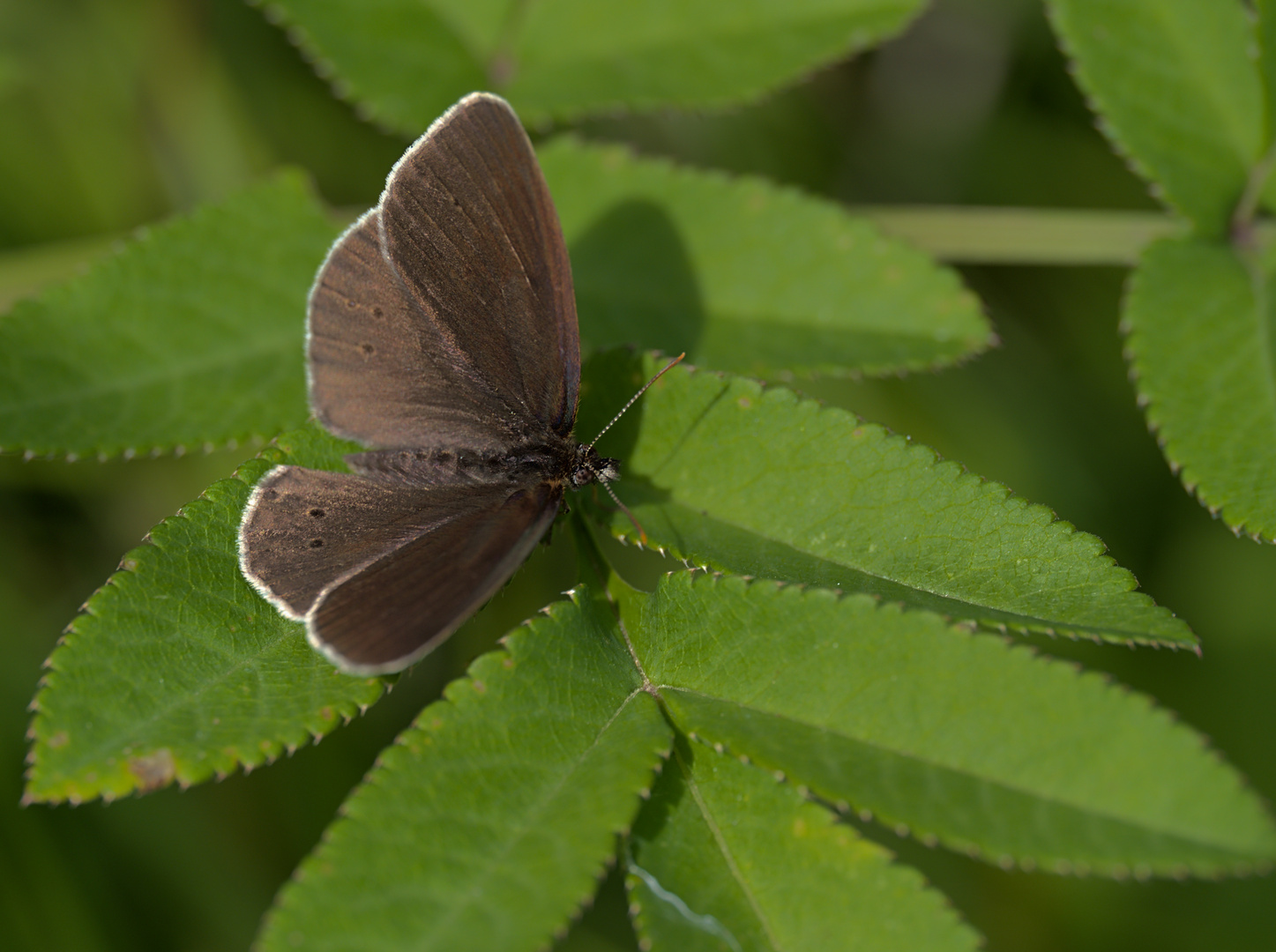 Braunerer Waldvogel